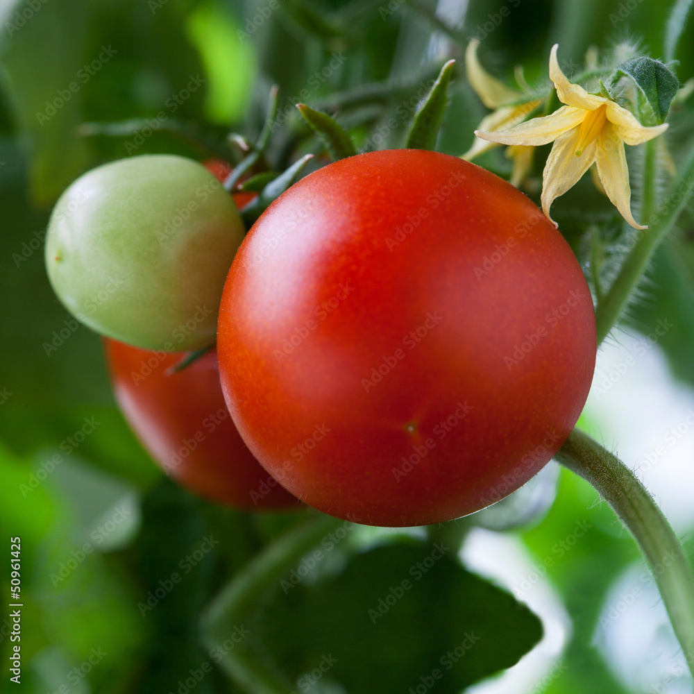 种植西红柿