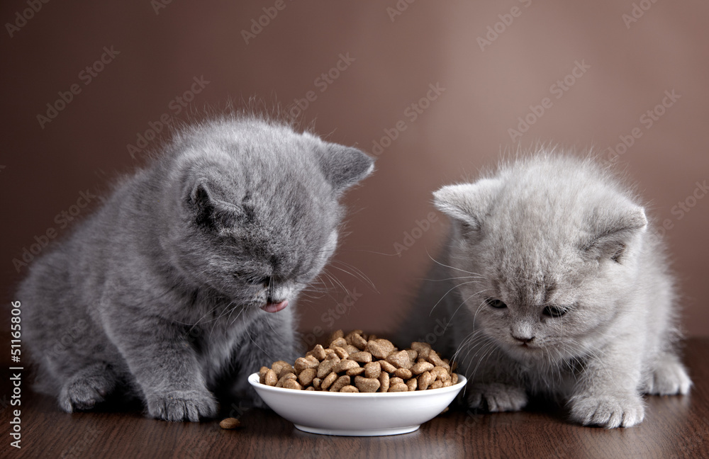 一碗猫粮和两只小猫