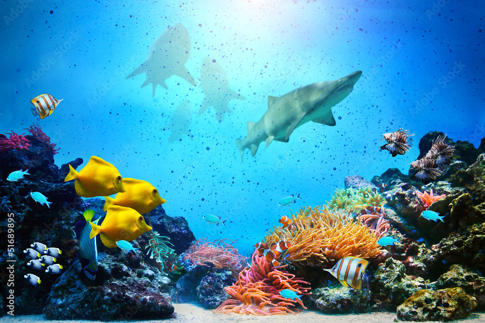 水下场景。珊瑚礁，鱼群，鲨鱼