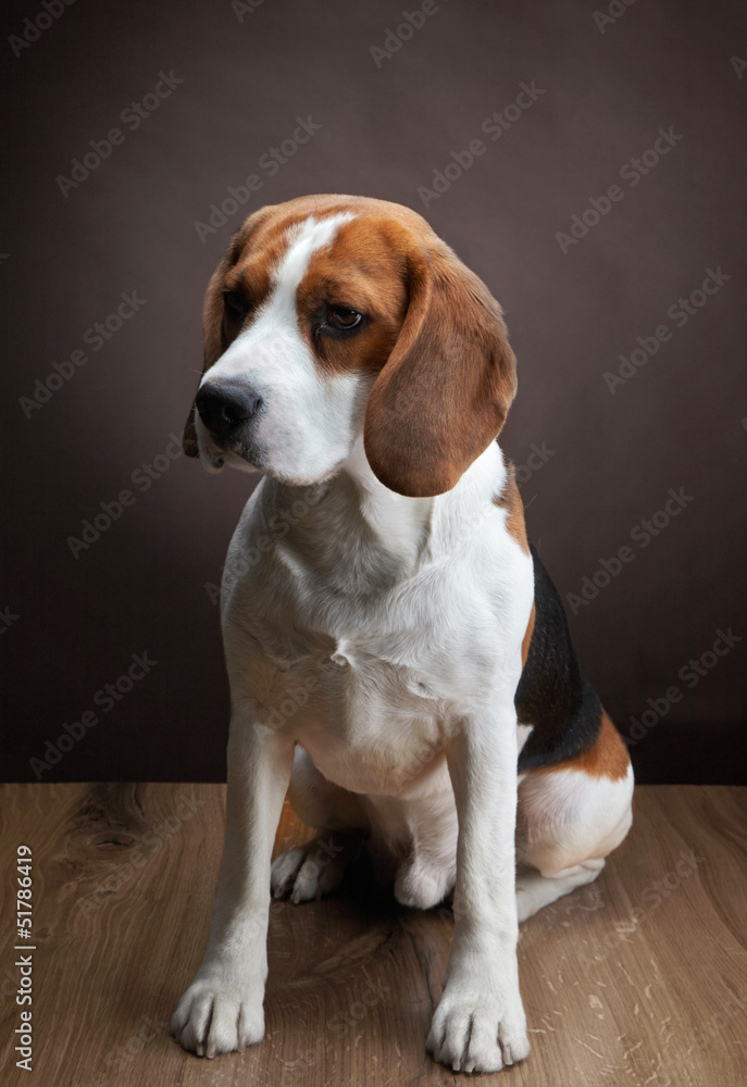 小猎犬肖像