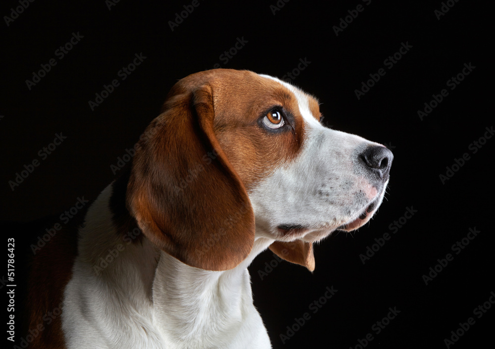 小猎犬肖像