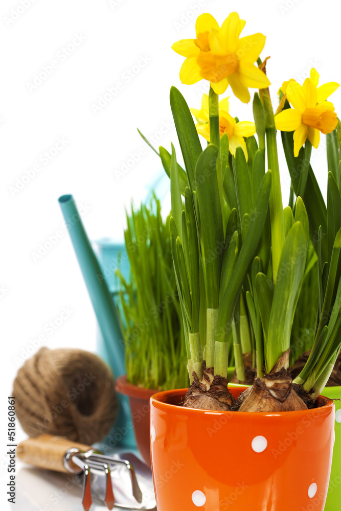 fresh daffodils and garden tools