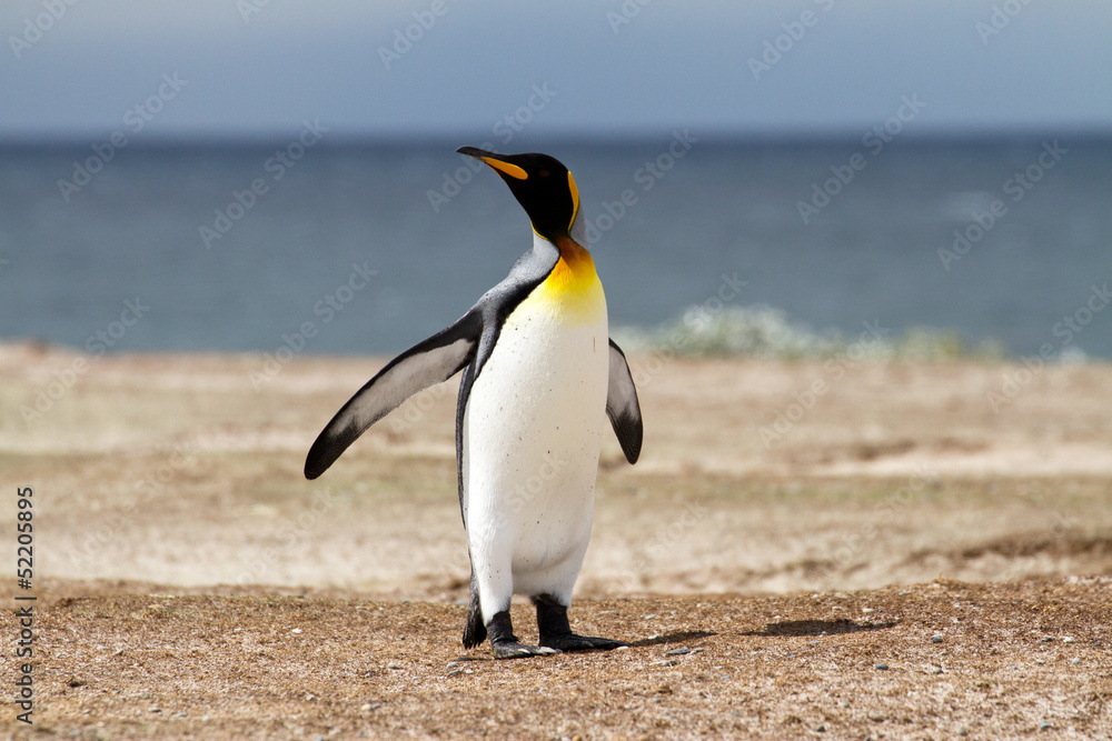 海滩上的企鹅王
