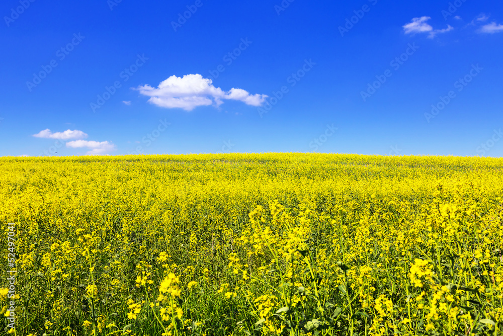 波兰蓝天下绽放的黄色田野