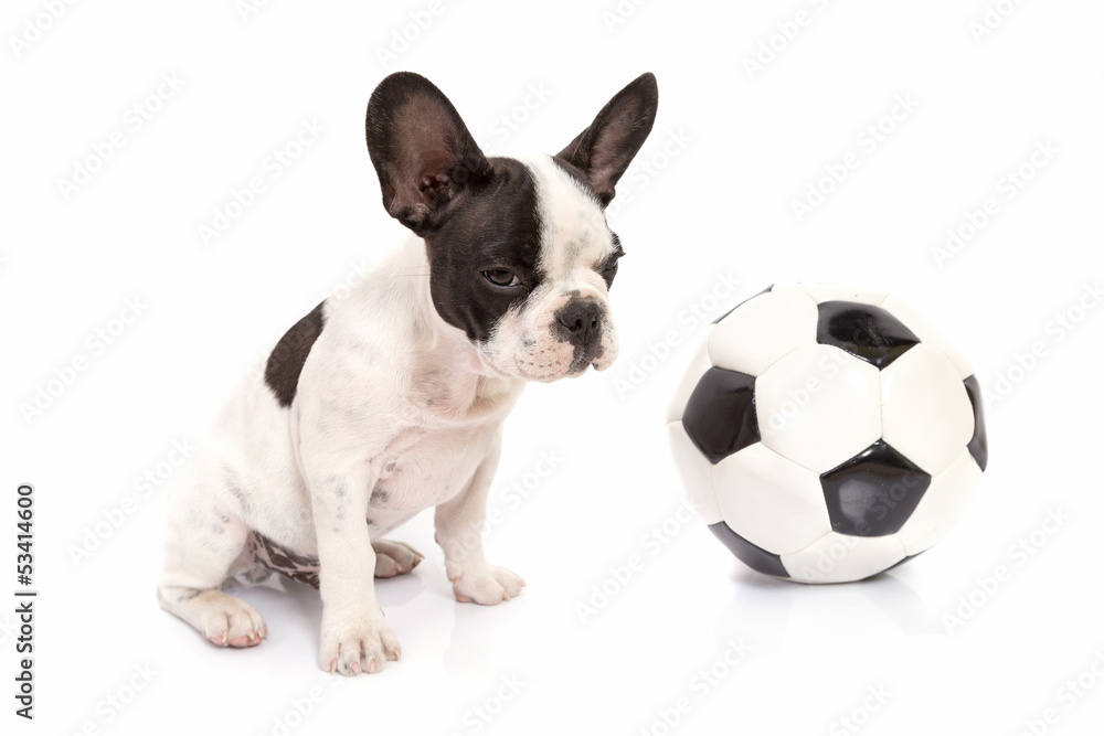 French bulldog puppy with soccer ball over white