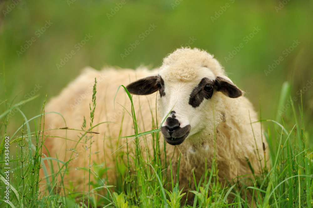 草丛中的白羊