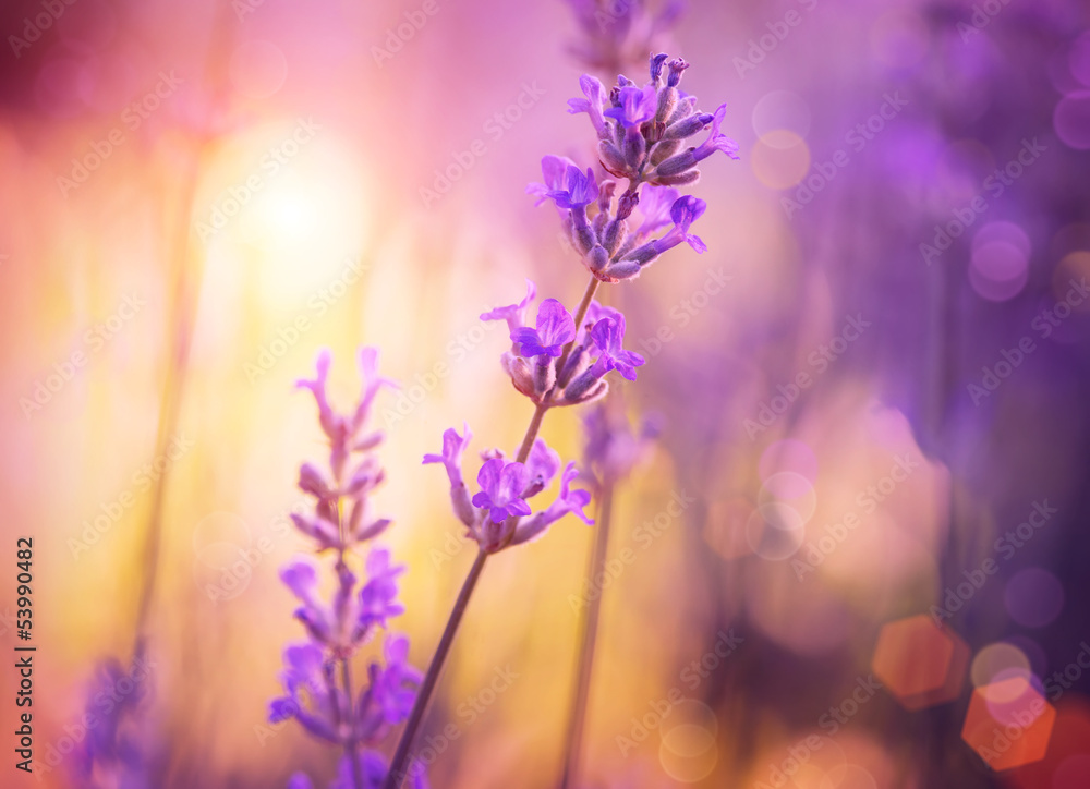 花朵。花朵抽象紫色设计。柔和焦点