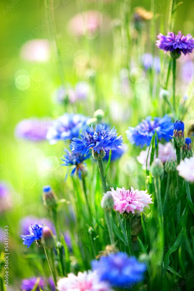 矢车菊。野生蓝色花朵绽放。特写图片