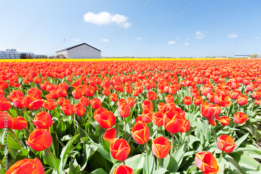 荷兰的红色郁金香田和一个农场