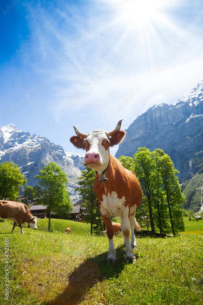 瑞士山区的奶牛