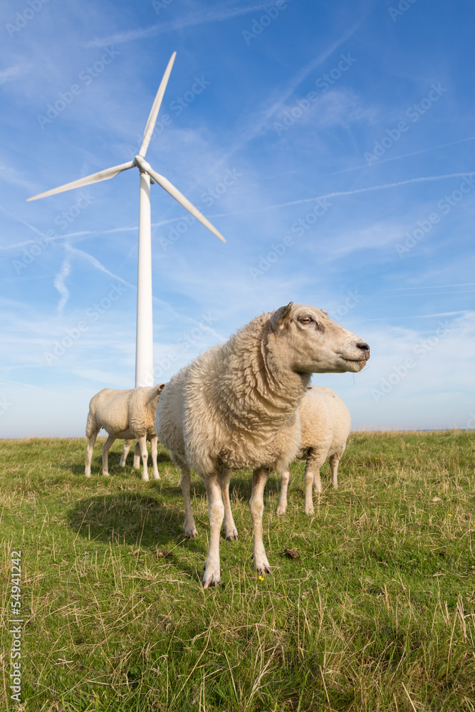 Sheep at a dike along a row of wind turbines
