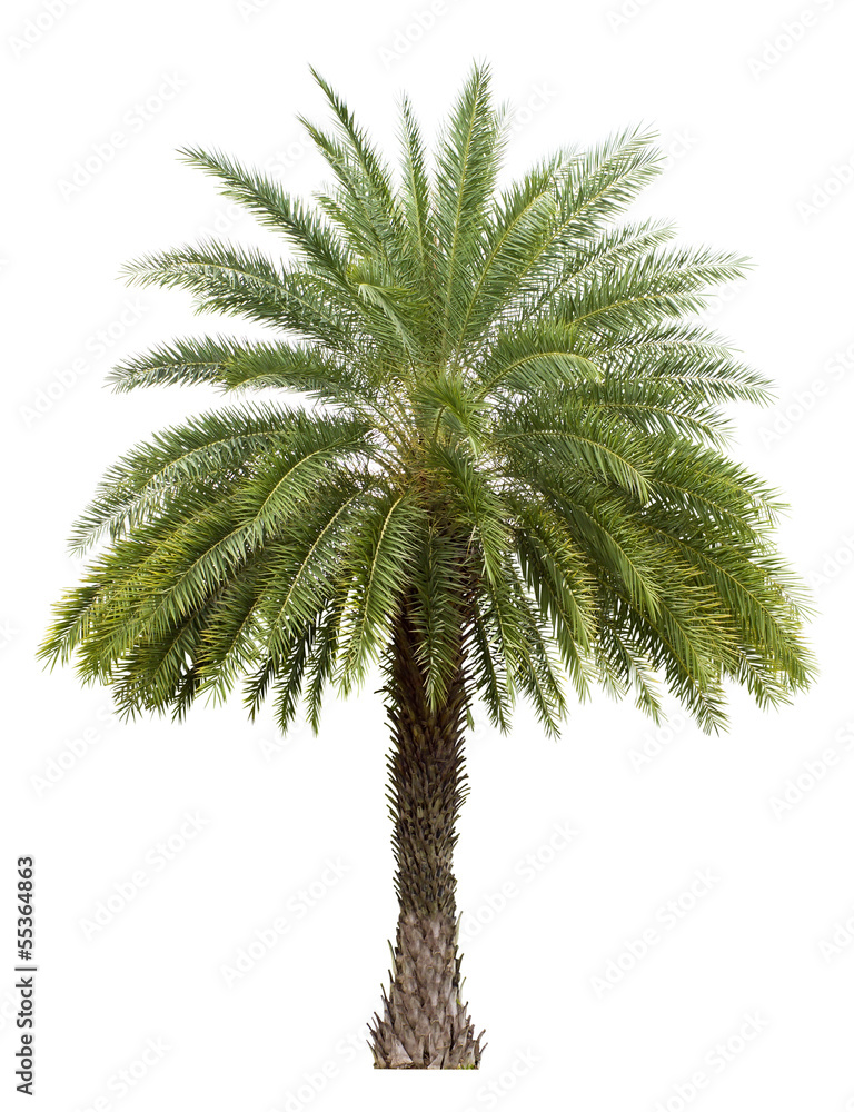Old Date palm tree isolated on white