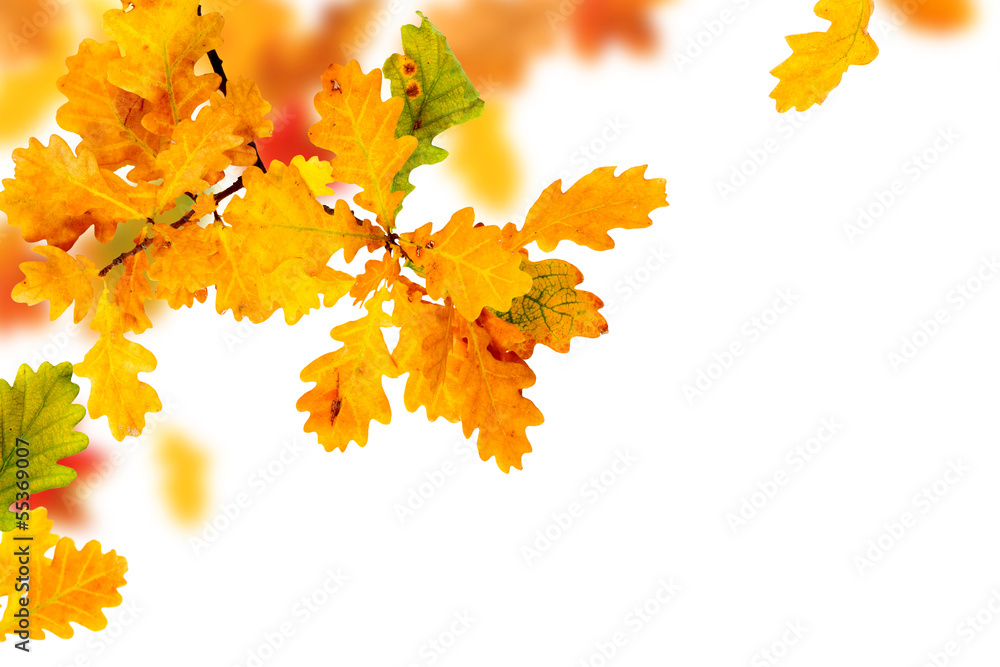 彩色秋季橡树叶的枝条，有复制空间