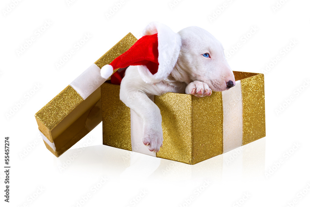 白色隔离圣诞礼物盒中可爱的小狗