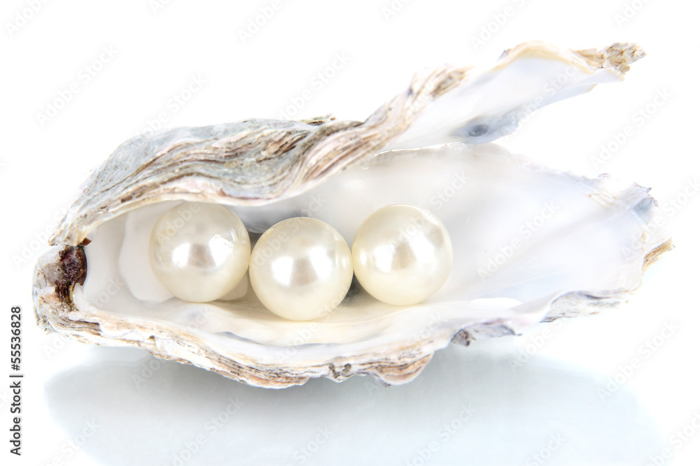 白色隔离珍珠开放式牡蛎