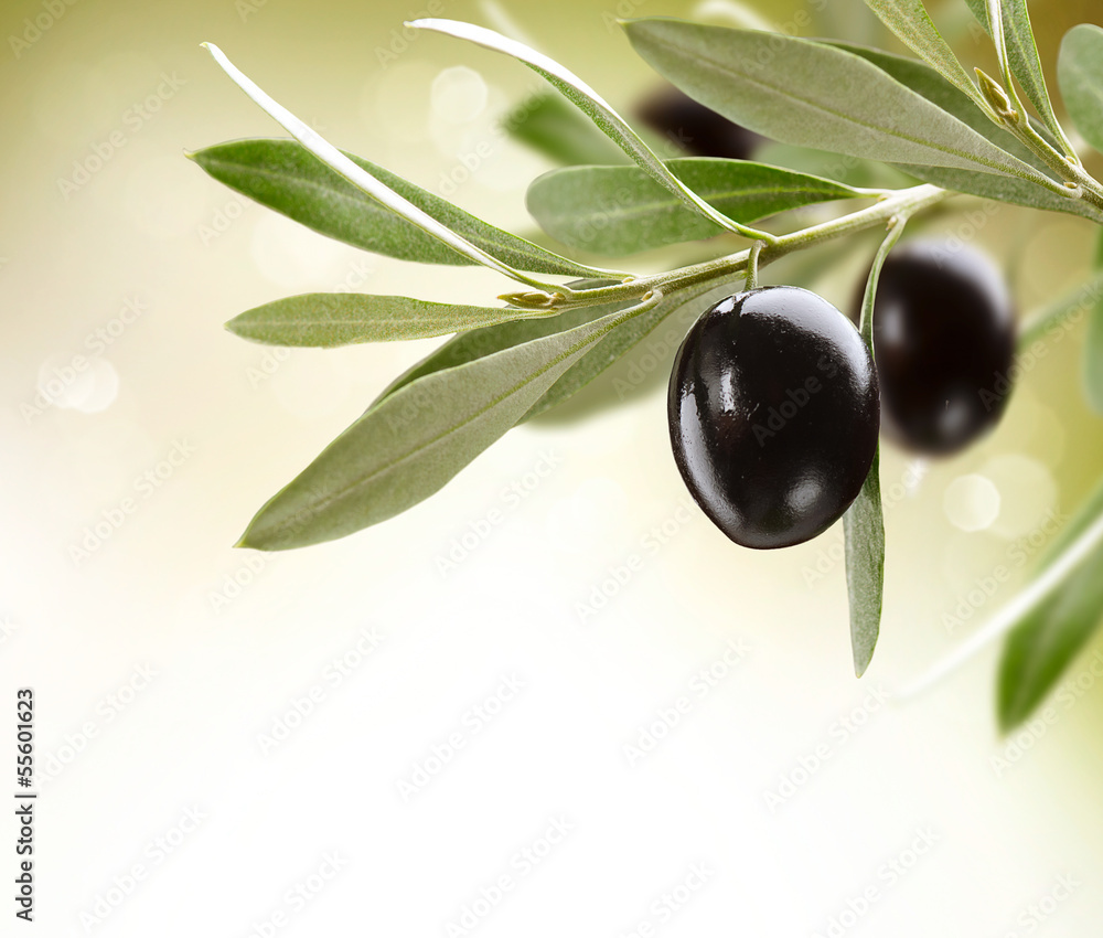 橄榄。树上的黑熟橄榄