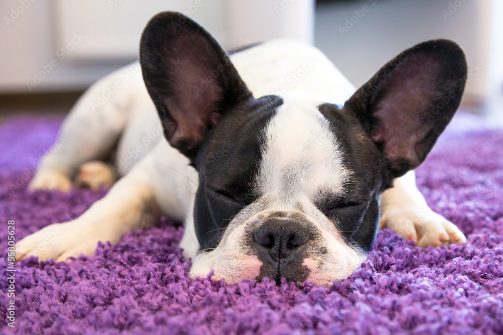 睡在地毯上的法国斗牛犬
