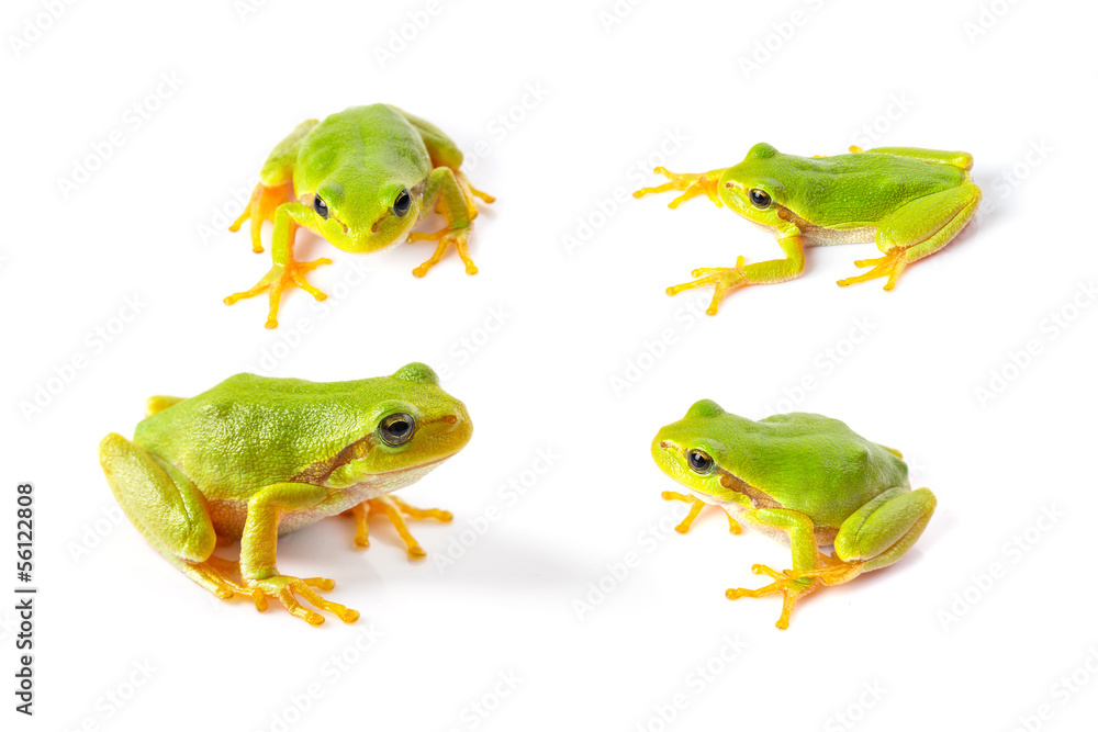 绿色树蛙在白色背景下特写