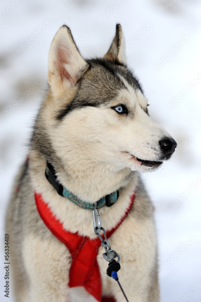 西伯利亚哈士奇犬冬季肖像