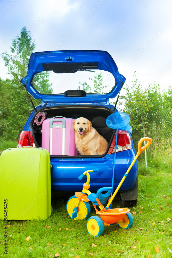 Dog, bags, toys, car ready for trip