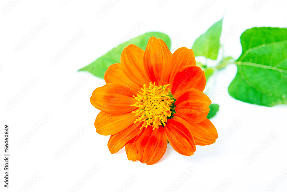 白色背景上隔离的橙色花朵