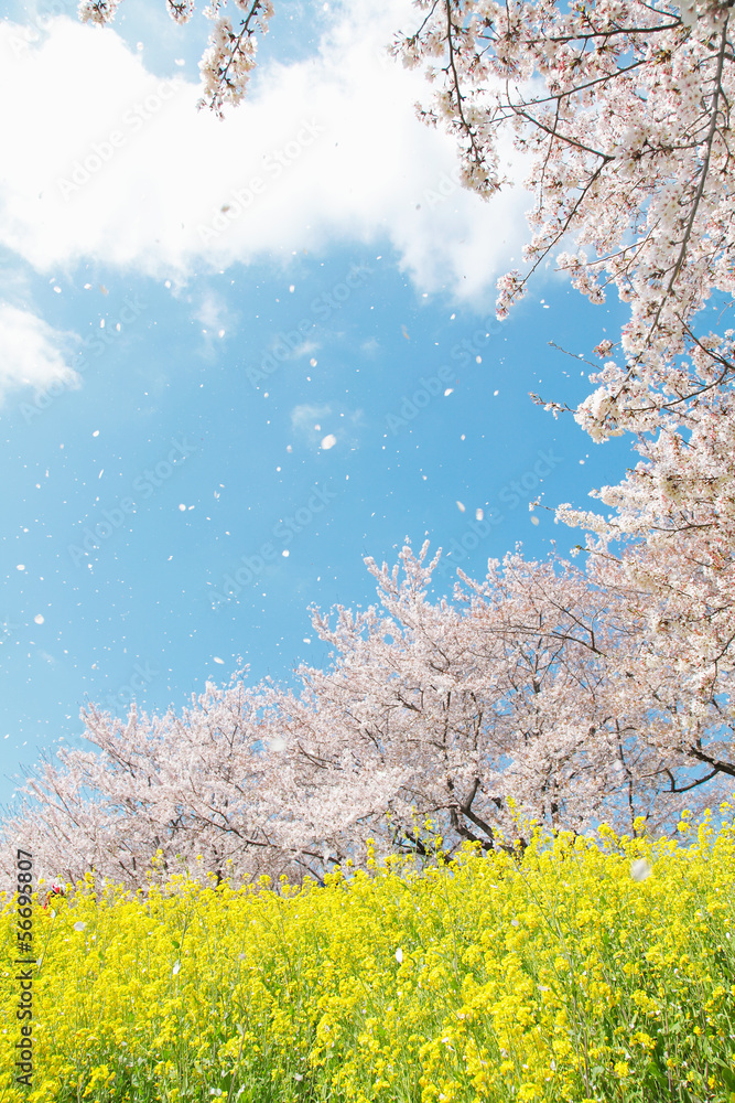 桜吹雪の春の風景