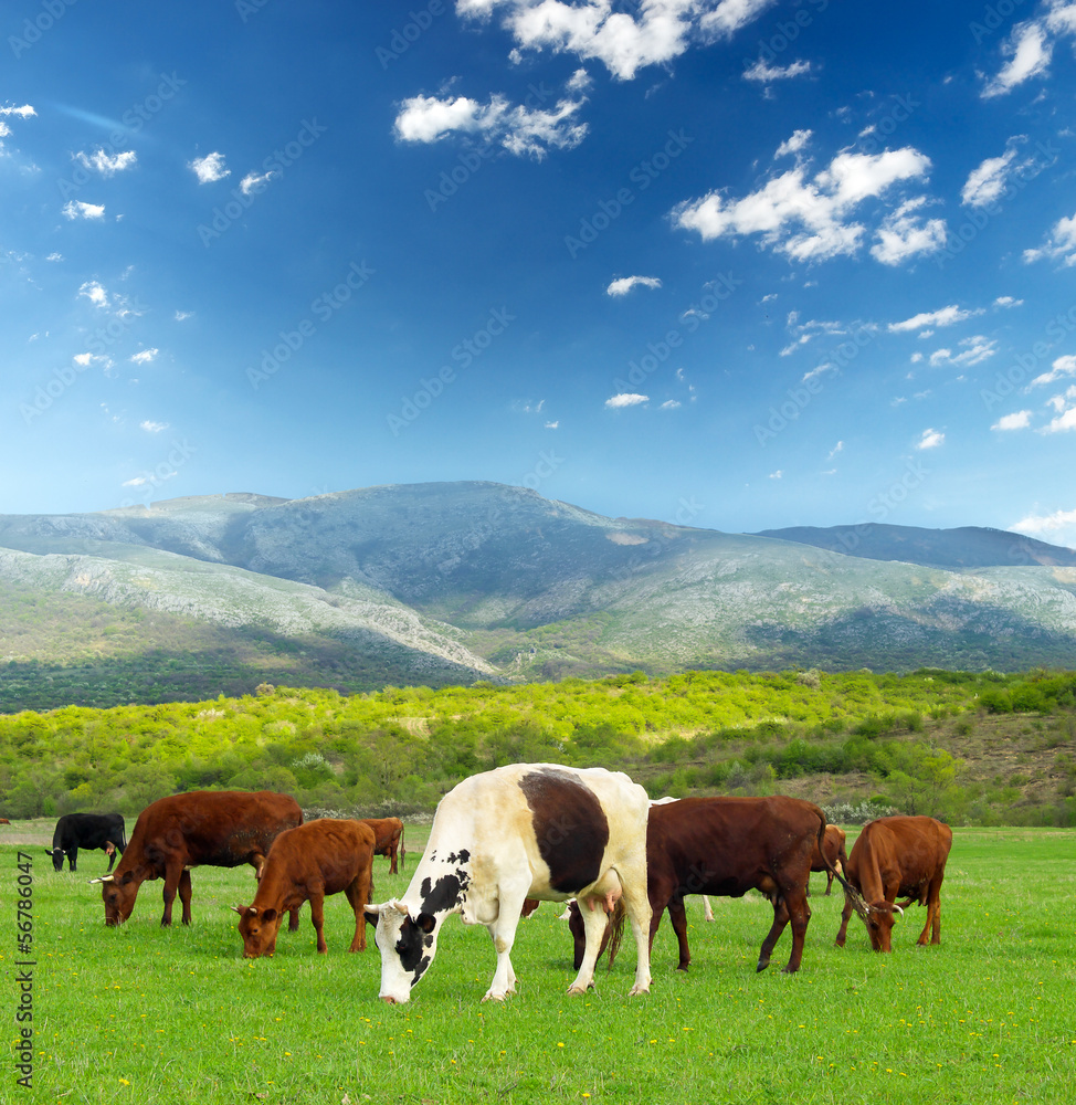 牧场上的奶牛。农业景观