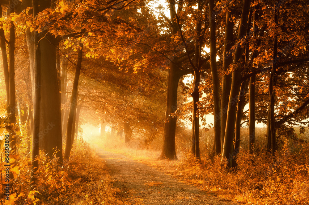 goldener Herbstssonne und Nebel的Wanderweg