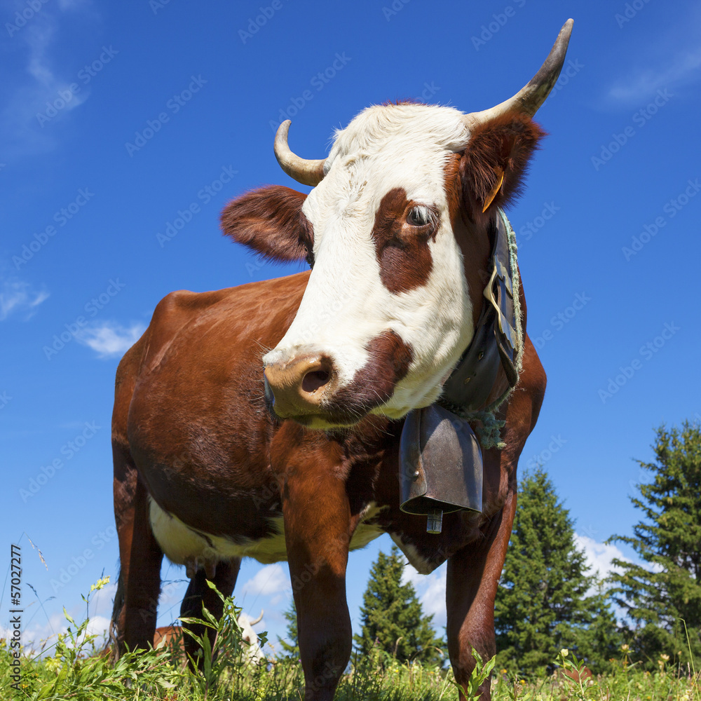 法国阿尔卑斯山上的奶牛肖像