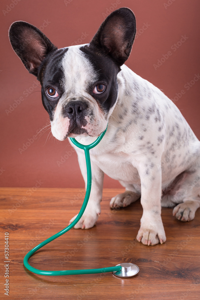 French bulldog wearing a stethoscope like animal doctor