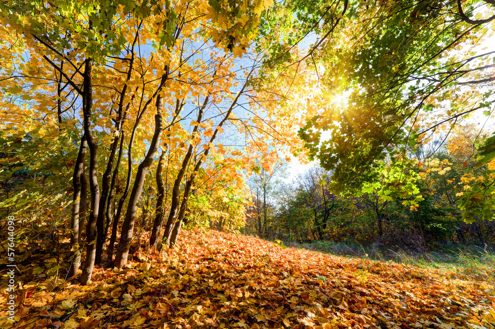 秋天，森林里的秋天。阳光透过五颜六色的树叶照耀