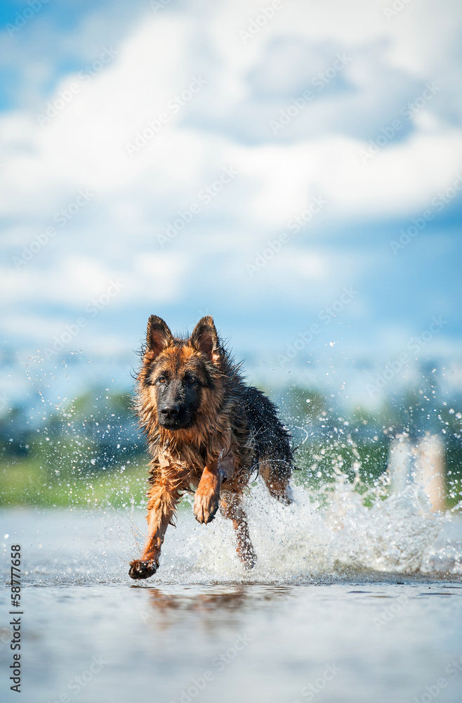 德国牧羊犬在水中奔跑