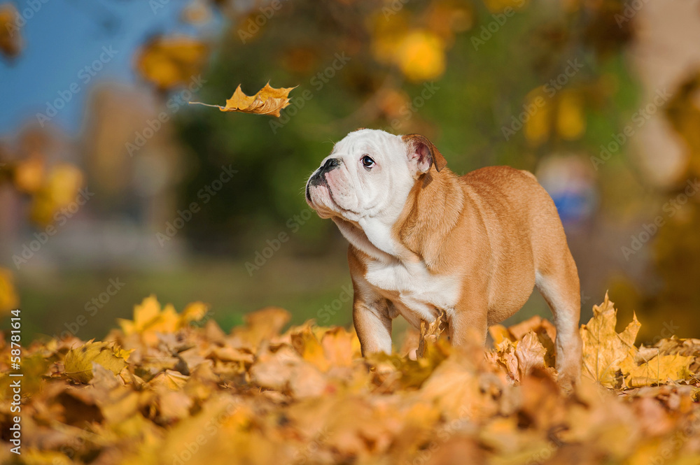 英国斗牛犬小狗在秋天看落叶