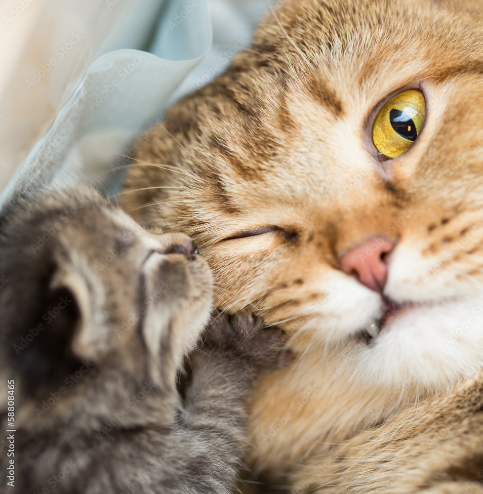 小猫和震惊的母猫