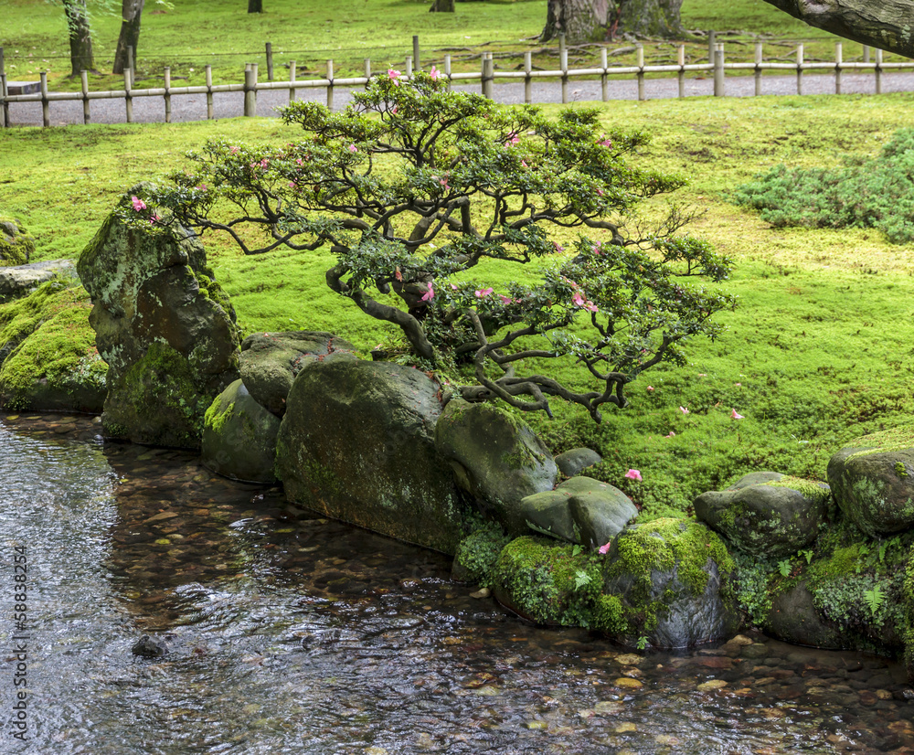 一个日本花园的碎片，一棵盆景树长在ba上