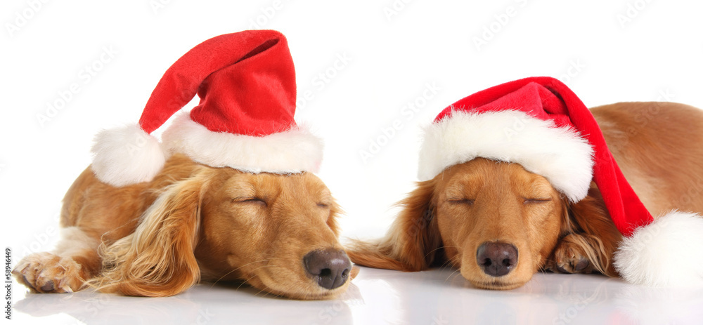 瞌睡的圣诞老人圣诞狗