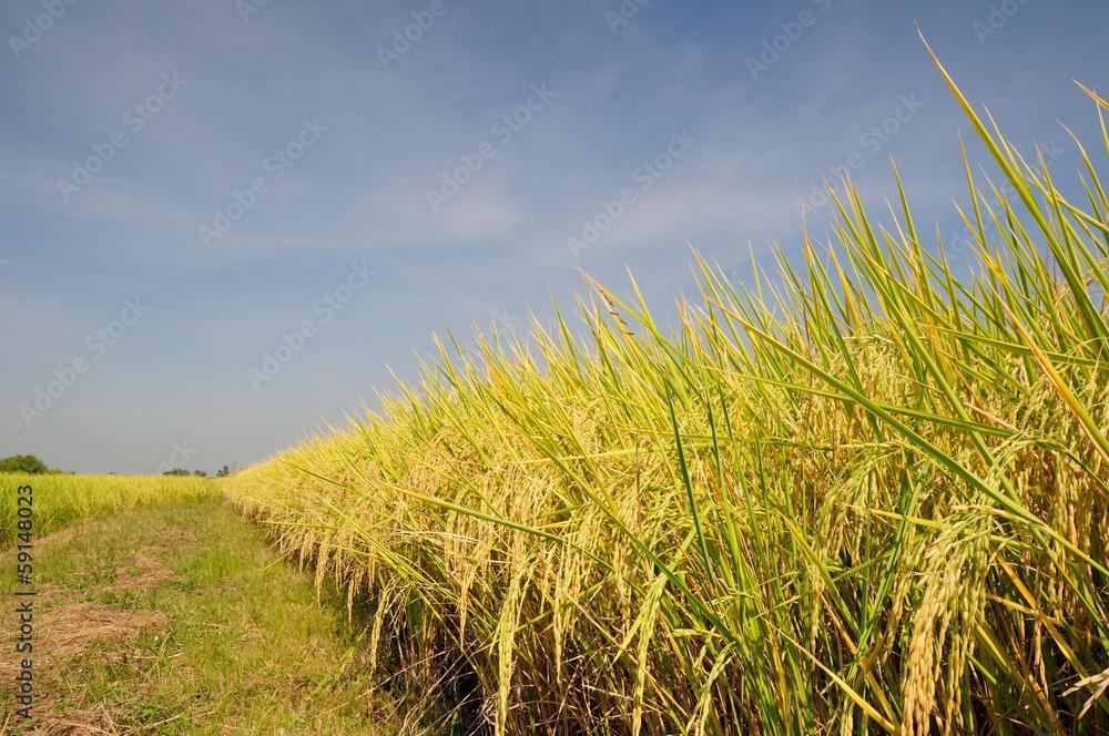 蓝天下收割前的稻田