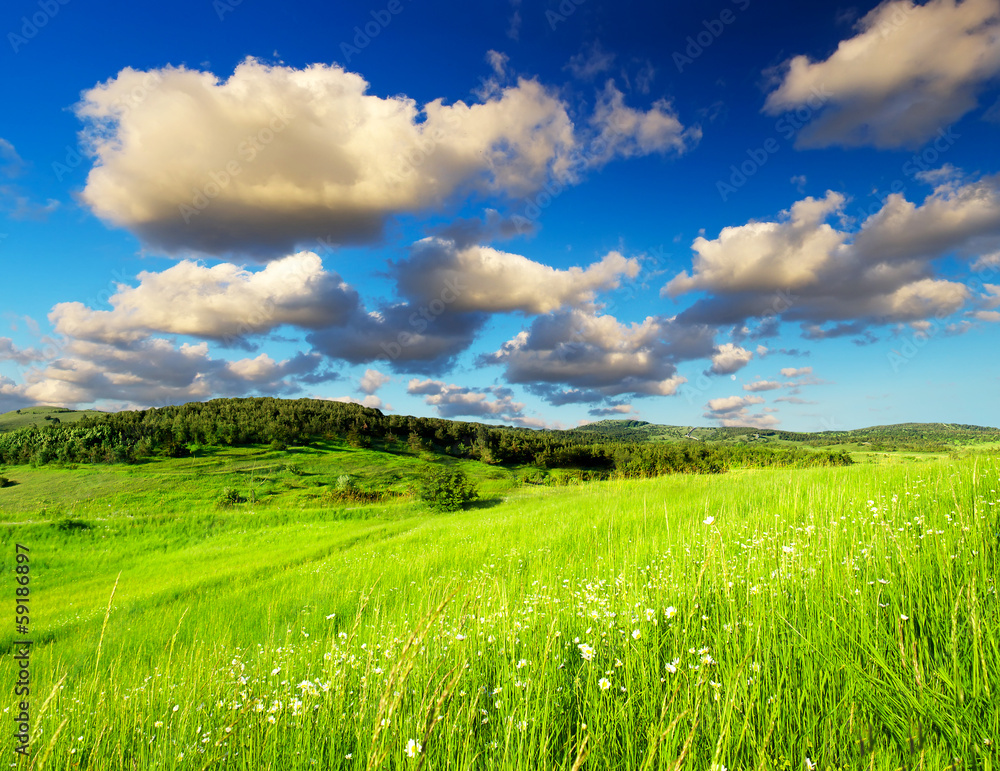绿色的田野和多云的天空。美丽的夏季景观
