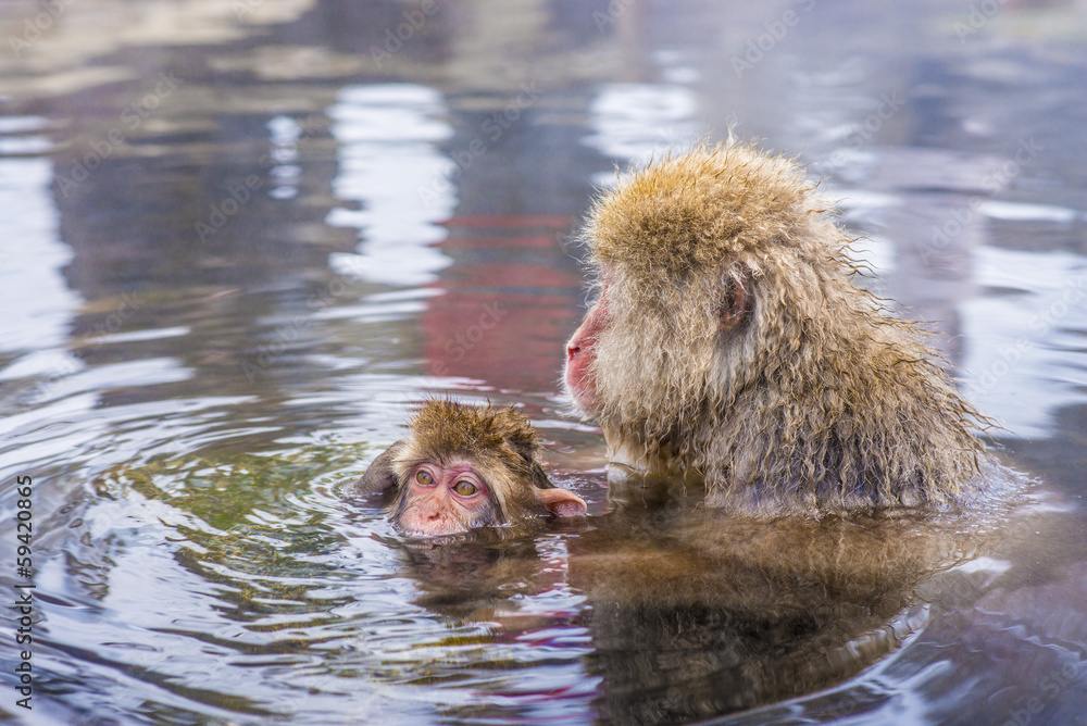雪猴在日本长野温泉沐浴