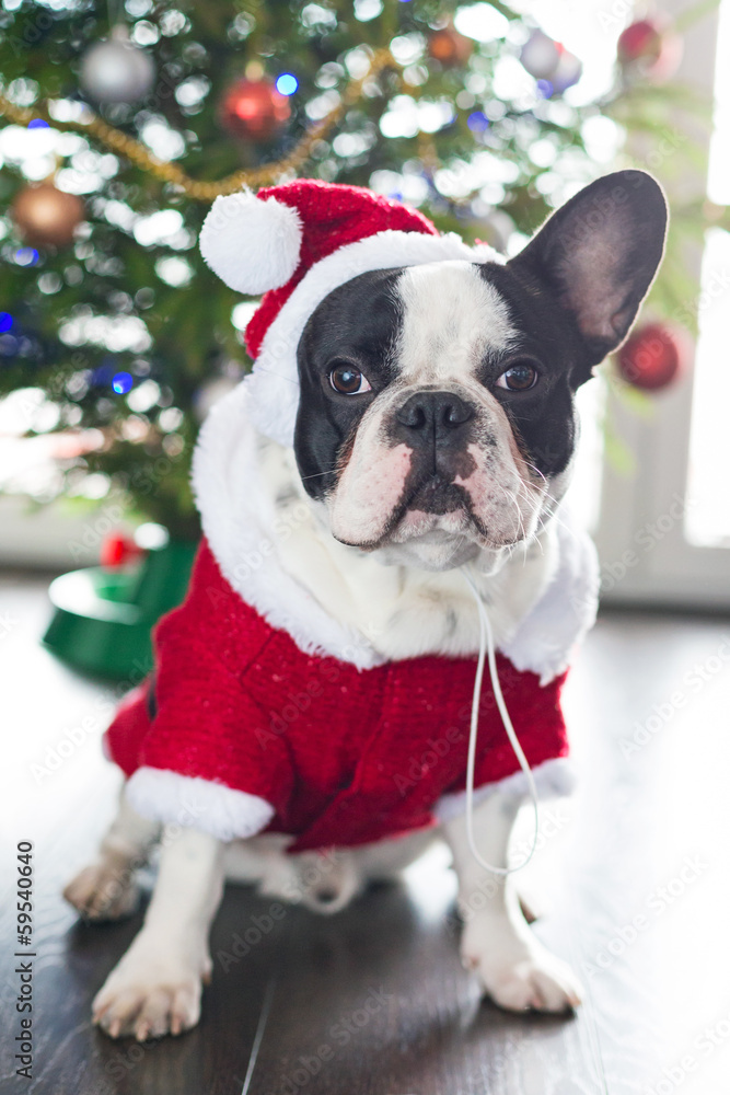 法国斗牛犬穿圣诞老人服装过圣诞节