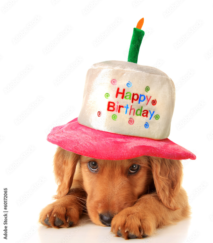 小狗生日快乐