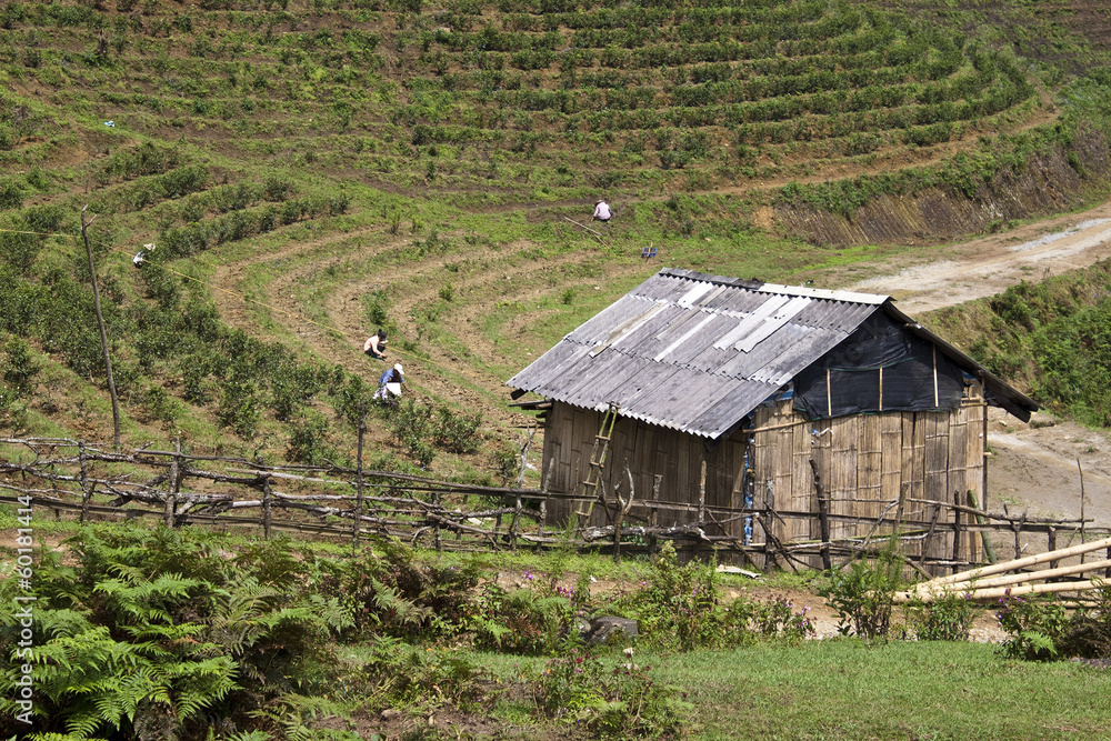 越南萨帕附近山区的农业