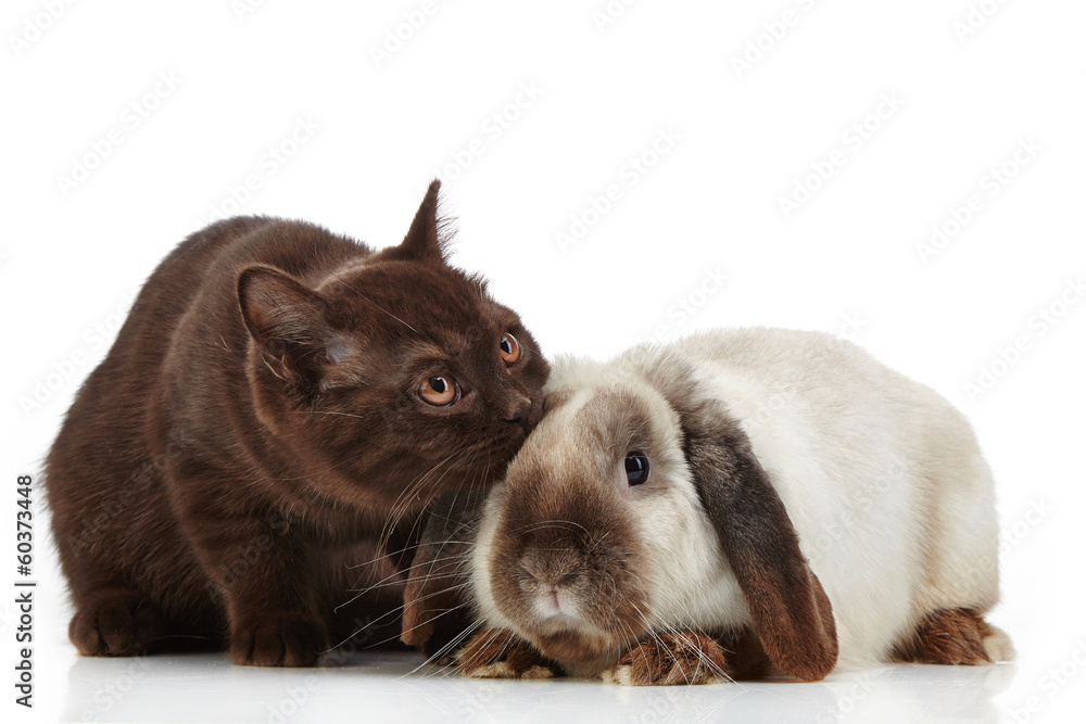 小猫和兔子