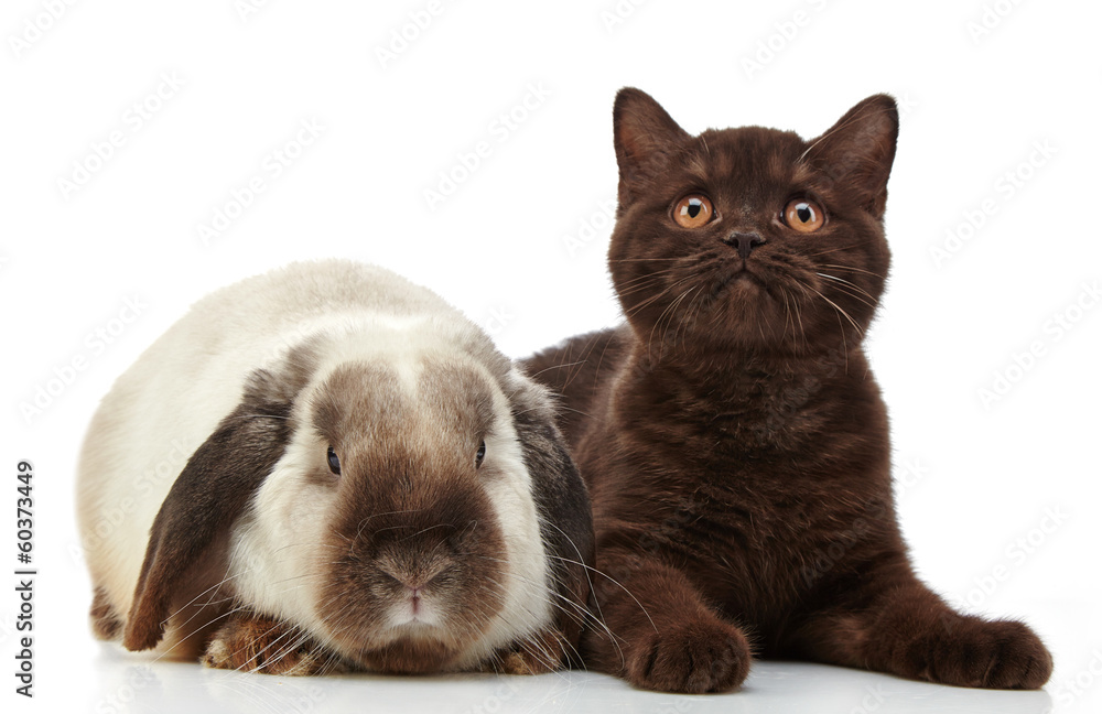 小猫和兔子