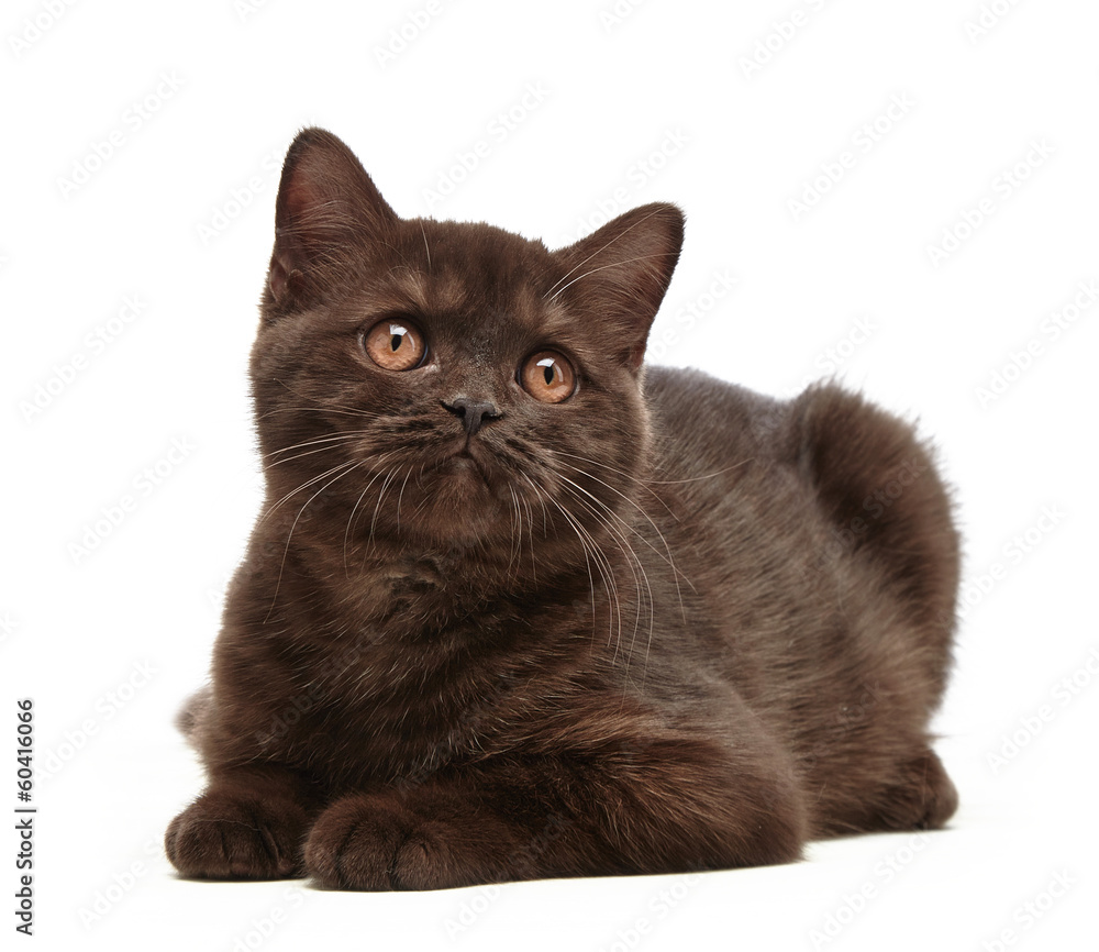 棕色英国短发小猫