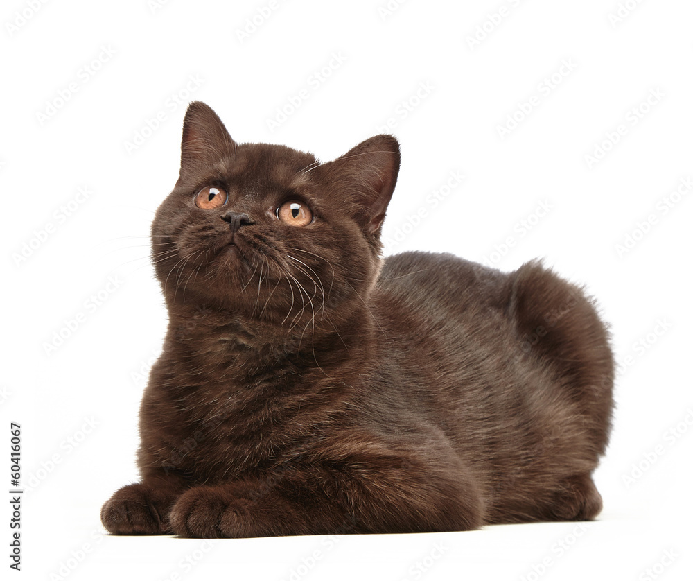 棕色英国短发小猫
