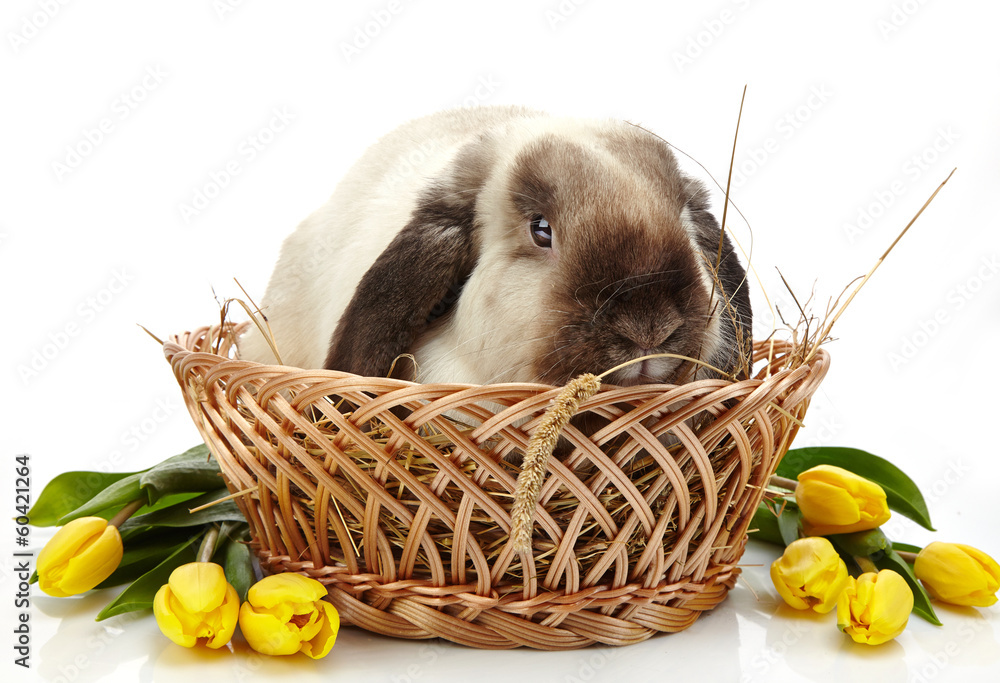 兔子和黄色郁金香