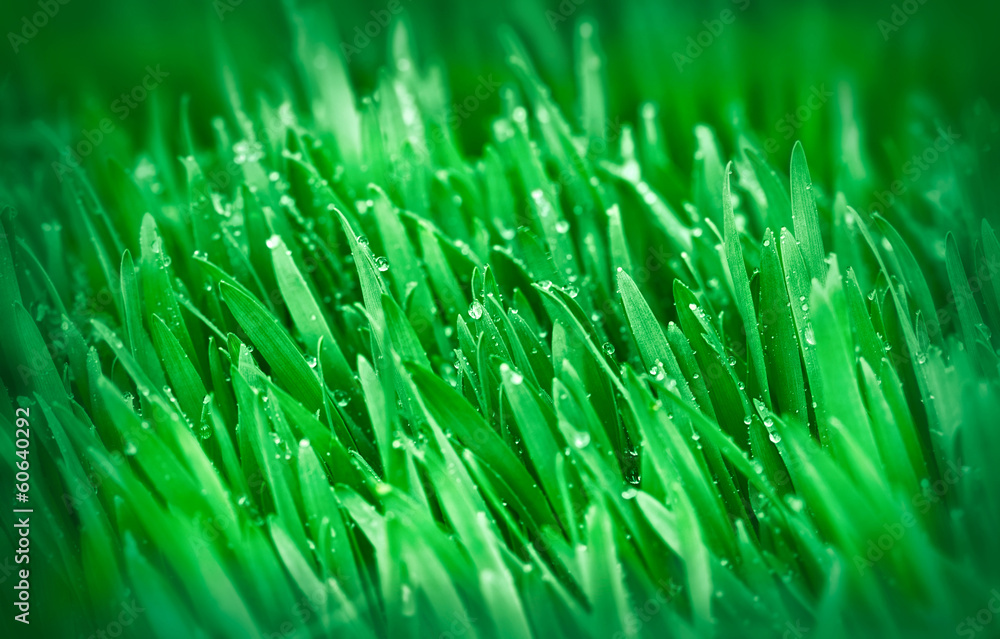 Spring grass (young green wheat)