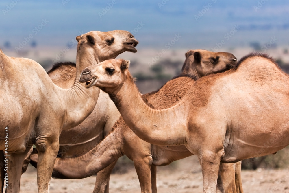 非洲骆驼群