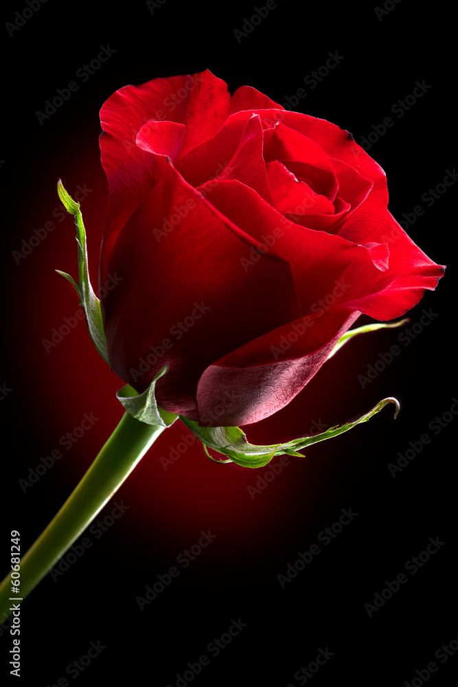 黑色背景下的红玫瑰花